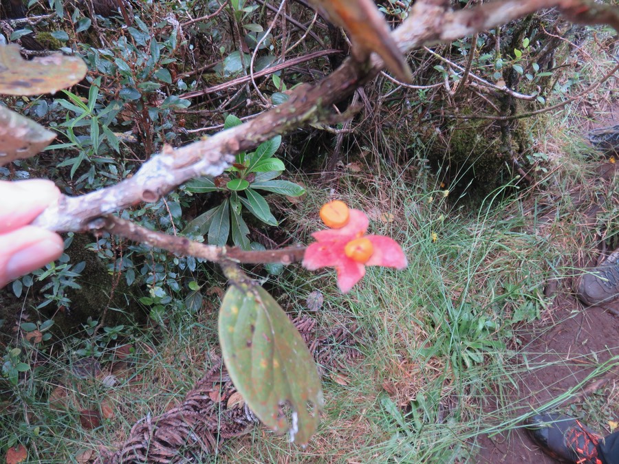12. Fruit du Monimia rotundifolia - Mapou - Monimiaceae