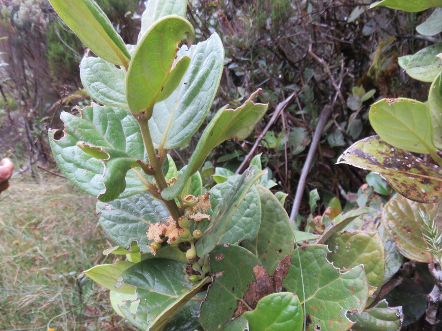 14.  (mâle) Monimia rotundifolia - Mapou - Monimiaceae