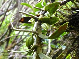 Angraecum costatum avec fruits. orchidaceae .endémique Réunion .P1680594