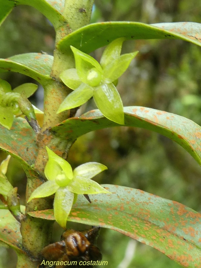 Angraecum costatum .orchidaceae.endémique Réunion .P1680484