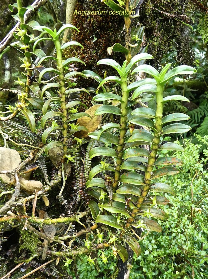 Angraecum costatum.orchidaceae .endémique Réunion P1680481