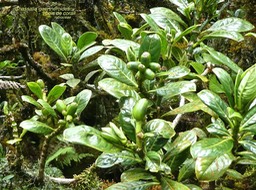 Chassalia gaertneroides . bois de corail . rubiaceae.endémique Réunion.P1680618