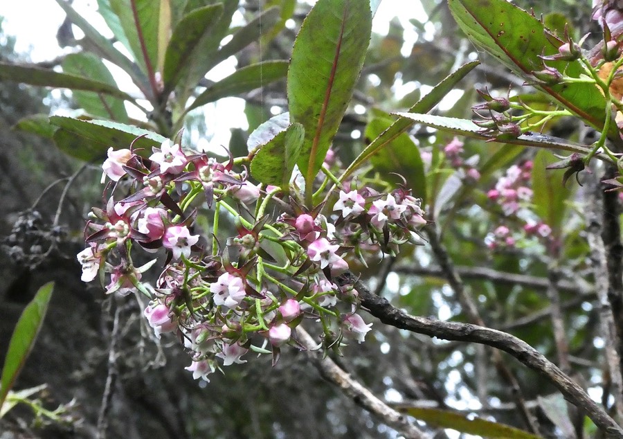 forgesia racemosa .bois de Laurent Martin .escallonaceae .endémique Réunion .P1680825