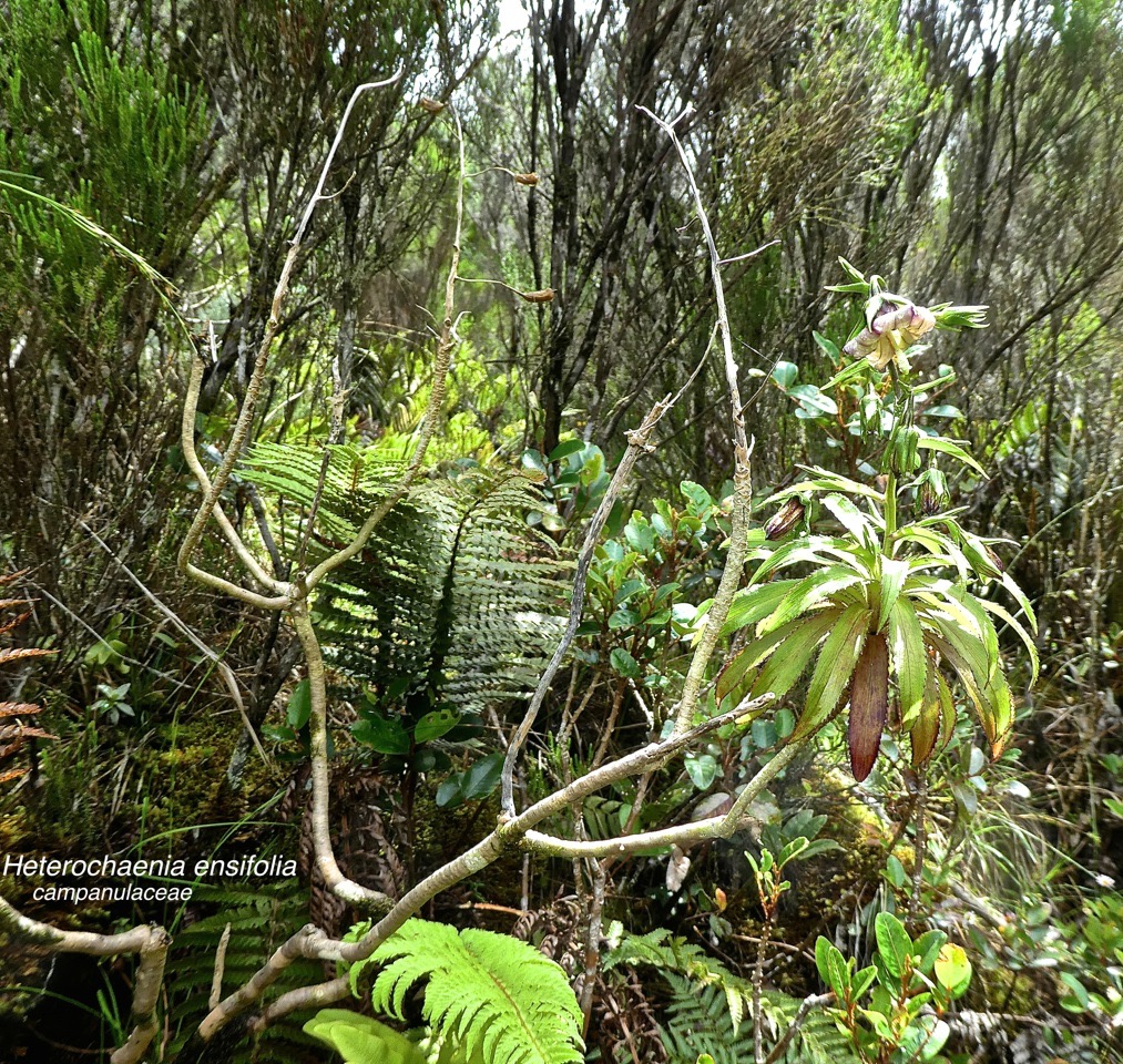 Heterochaenia ensifolia .campanulaceae.endémique Réunion .P1680581