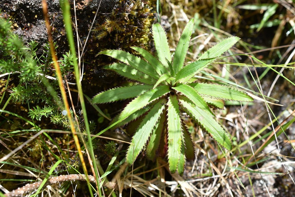 Heterochaenia ensifolia (jeune pied) - CAMPANULACEAE - Endémique Réunion