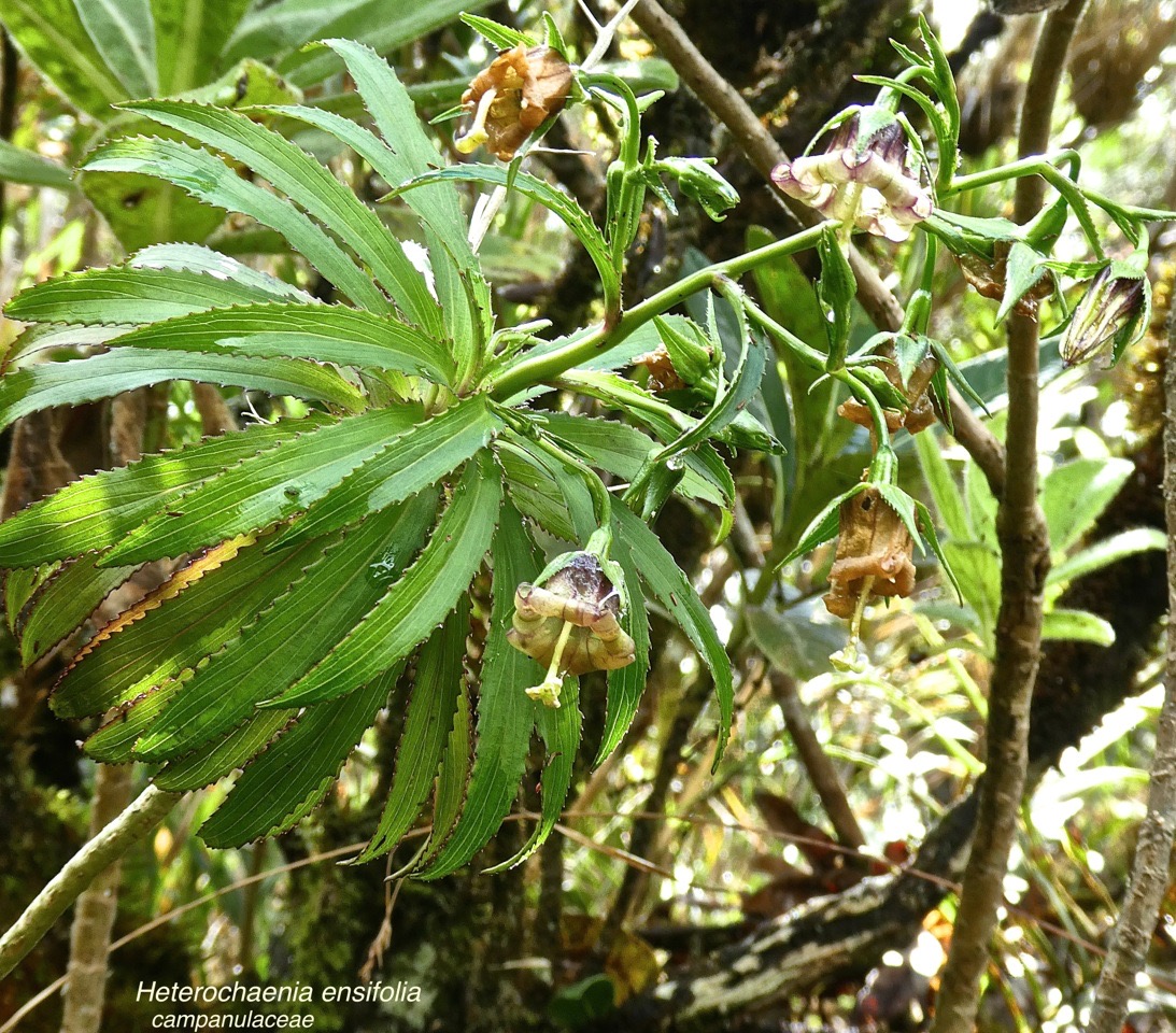 Heterochenia ensifolia .campanulaceae.endémique Réunion.P1680570