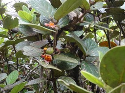 Monimia rotundifolia - Mapou pied femelle - MONIMIACEAE - Endémique Réunion