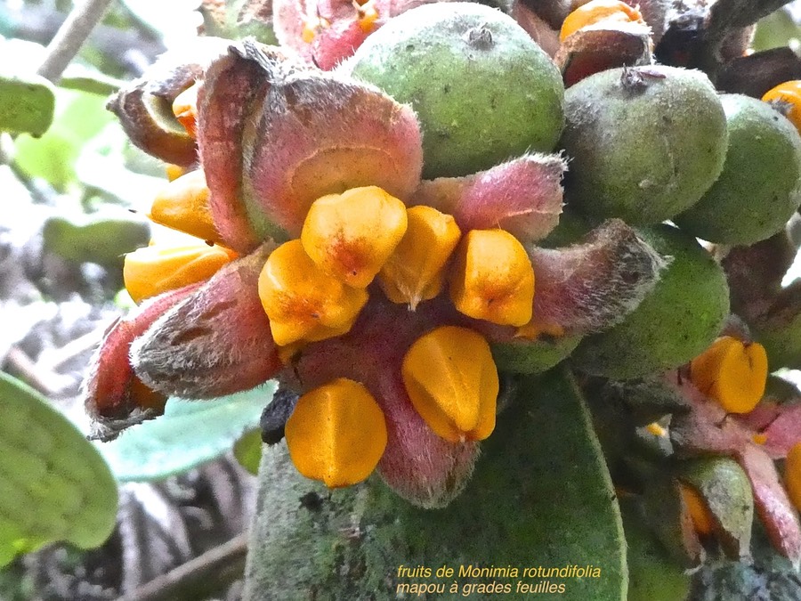Monimia rotundifolia .mapou. mapou à grandes feuilles .monimiaceae.endémique Réunion .P1680752