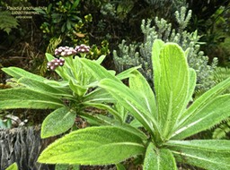 Psiadia anchusifolia .tabac marron .asteraceae.endémique Réunion  P1680699