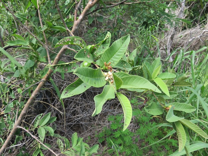 le goyavier (Psidium guajava) et la goyave, proprietes et bienfaits,  vitamine C, tanins medicinaux, plante médicinale et fruit tropical  médicinal.