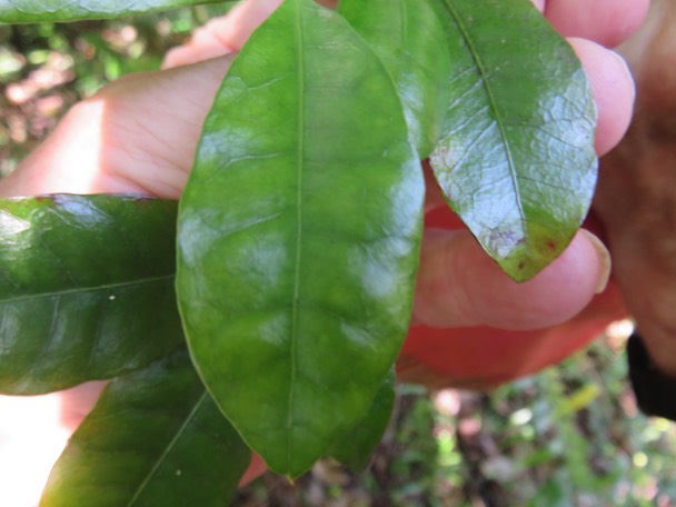 32-marbrures des feuilles de Myonima obovata - Bois de prune  ou Bois de prune rat - Rubiaceae