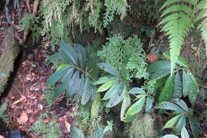 Elatostema fagifolium -      - Urticaceae - indigène - Mascareignes 