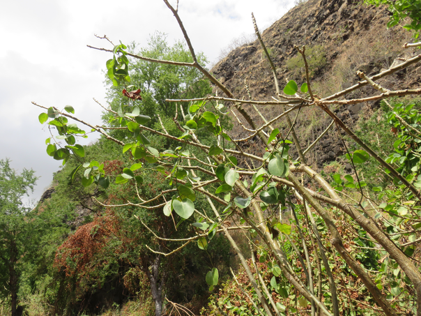 12 - Cissus rotundifolia (Forssk.) Vahl. - Liane de boeuf - Vitaceae - Asie. Afrique tropicale.