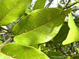 Antidesma madagascariense.bois de cabri blanc.phyllanthaceae.indigène Réunion .P1850092