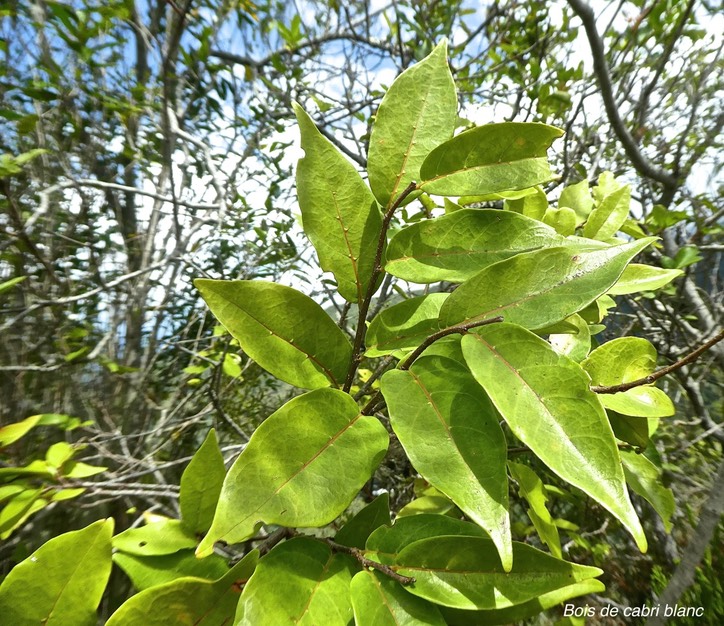 Antidesma madagascariense.bois de cabri blanc .phyllanthaceae.indigène Réunion.P1850091