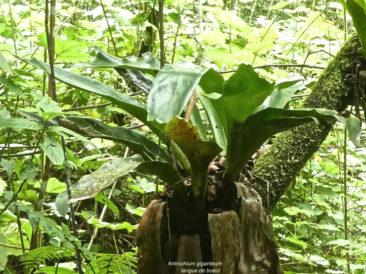 Antrophyum giganteum.langue de boeuf.pteridaceae.endémique Réunion Maurice.P1850161
