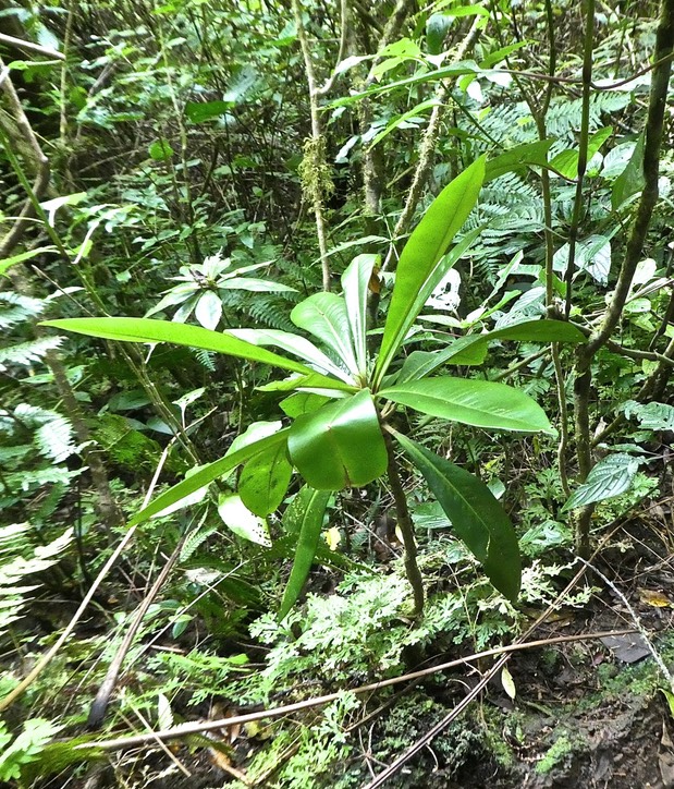 Badula borbonica.bois de savon.primulaceae.endémique Réunion .P1850147