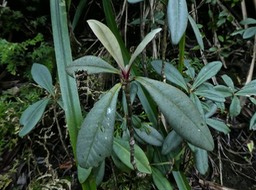 Badula decumbens. primulaceae. endémique Réunion .P1850419
