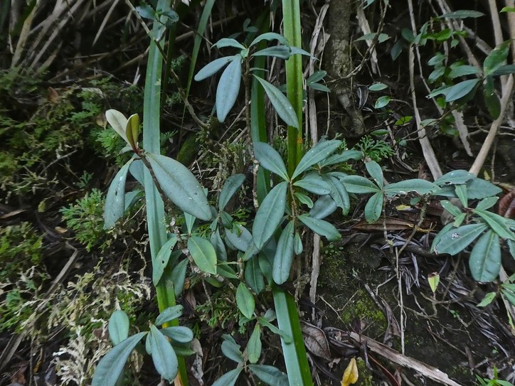 Badula decumbens.primulaceae.endémique Réunion.P1850420