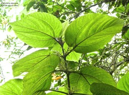 Boehmeria stipularis. bois de source blanc .urticaceae.endémique Réunion.P1850227