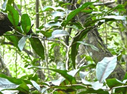 Casearia coriacea. bois de cabri rouge.salicaceae.endémique Réunion Maurice .P1850191