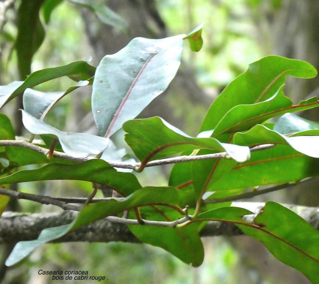 Casearia coriacea .bois de cabri rouge.salicaceae.endémique Réunion Maurice.P1850189