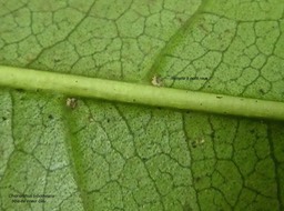 Chionanthus broomeana.bois de coeur bleu.(domaties à poils roux sur la face inférieure de la feuille)oleaceae.endémique Réunion.P1850197