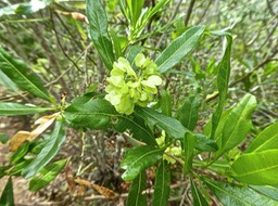 Dodonaea viscosa.bois d'arnette . bois de reinette.sapindaceae.indigène Réunion.P1850097