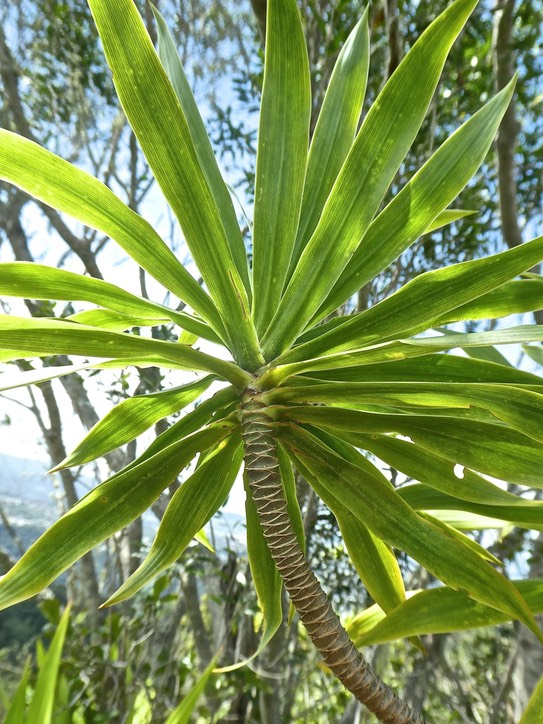 Dracaena reflexa.bois de chandelle.asparagaceae.indigène Réunion.P1840986