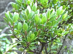 Embelia angustifolia .liane savon;myrsinaceae.endémique Réunion Maurice .