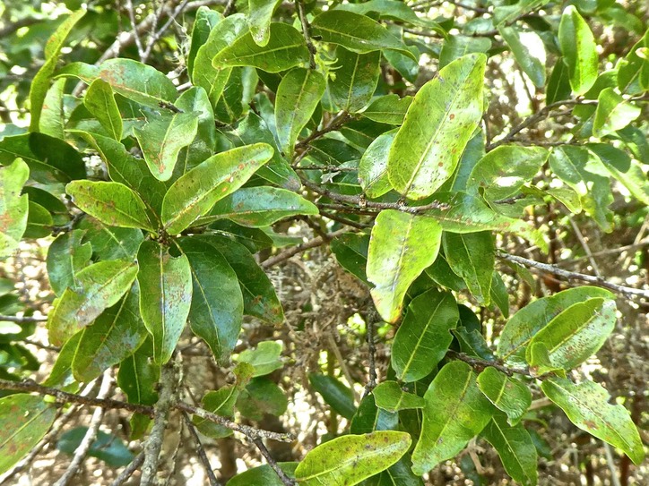 Grangeria borbonica .bois de punaise.chrysobalanaceae.endémique Réunion Maurice.P1850036