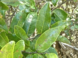 Grangeria borbonica.bois de punaise.chrysobalanaceae.endémique Réunion Maurice.P1850038