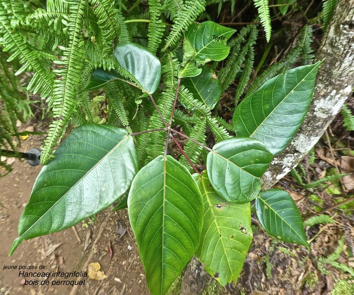 Hancea integrifolia.bois de perroquet.(jeune pousse) euphorbiaceae.endémique Réunion Maurice .P1850132