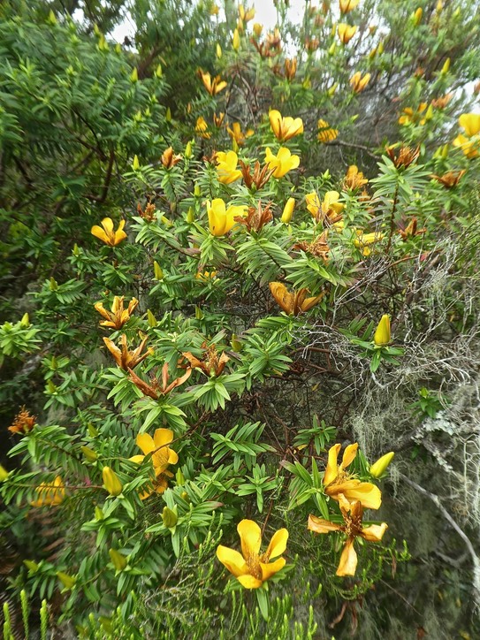 Hypericum lanceolatum subsp lanceolatum.fleur jaune des bas ;P1850375