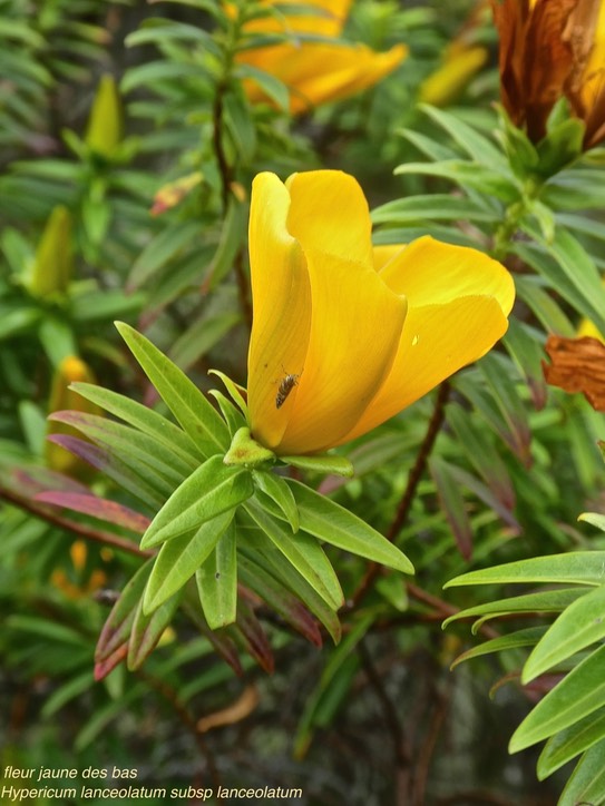 Hypericum lanceolatum subsp lanceolatum.fleur jaune des bas. hypericaceae. indigène Mascareignes Comores.P1850374
