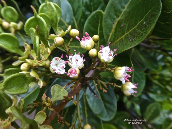 Molinaea alternifolia  .tan Georges.(rameau avec fleurs et fruits en formation )sapindaceae.endémique Réunion Maurice .P1850510