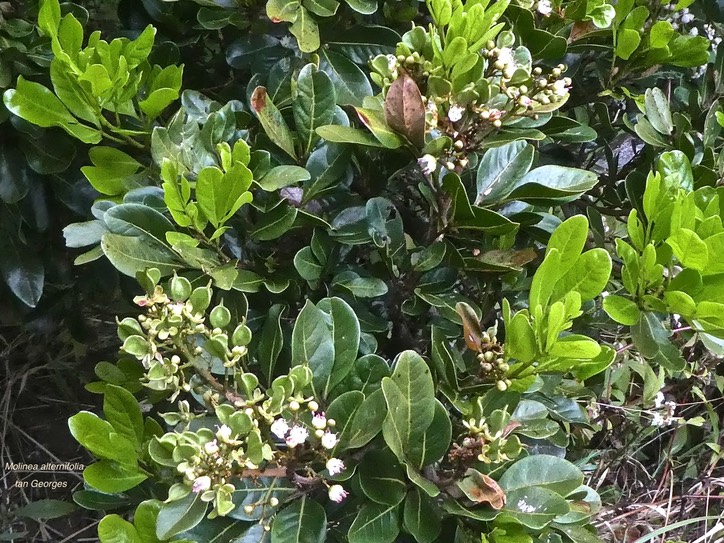 Molinaea alternifolia .tan Georges .sapindaceae.endémique Réunion Maurice.P1850523