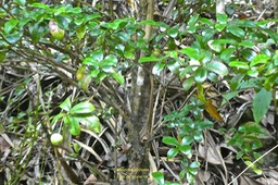 Myonima obovata.bois de prune rat .rubiaceae. endémique Réunion Maurice.P1850118