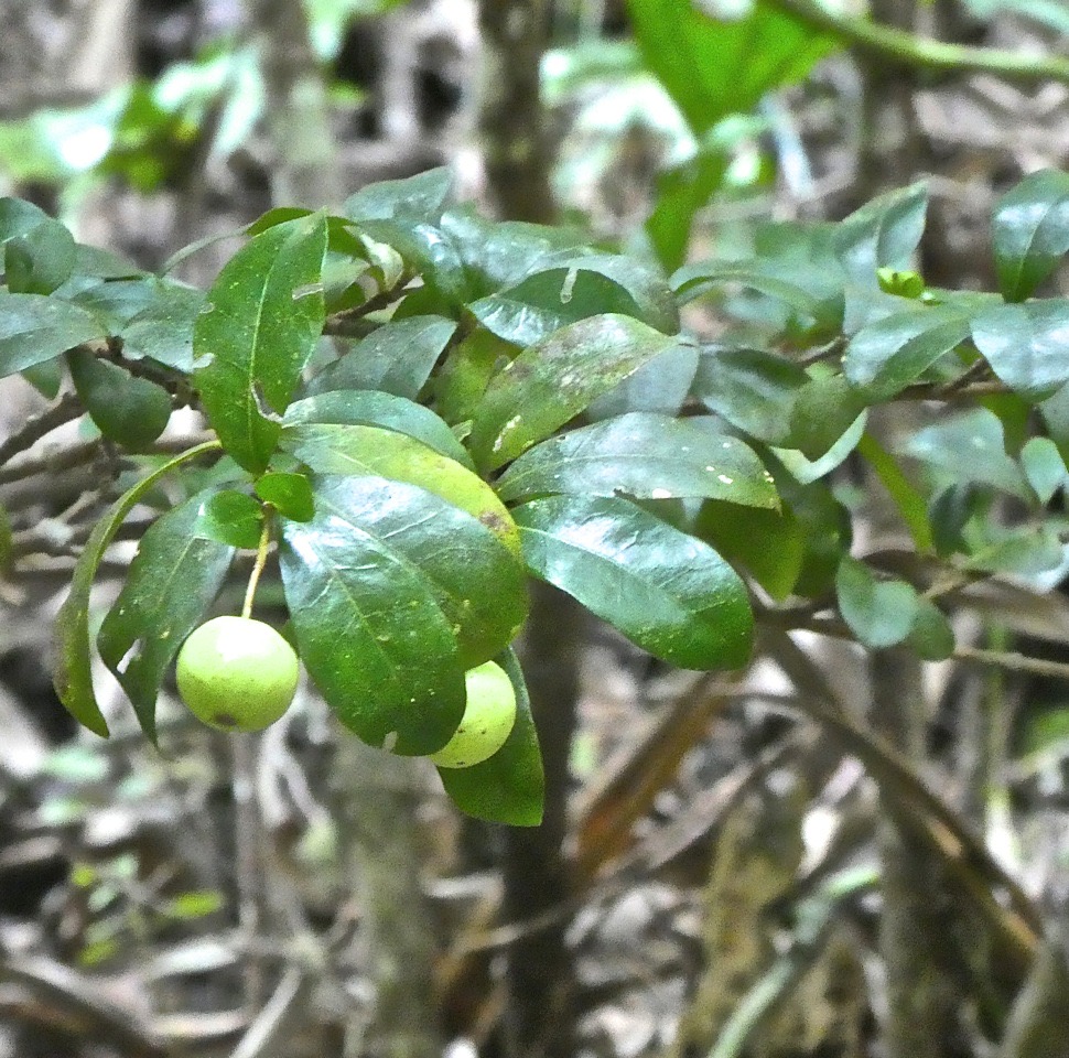 Myonima obovata.bois de prune rat.rubiaceae;endémique Réunion Maurice .P1850108