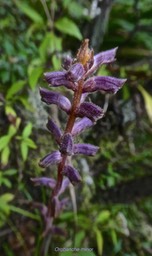 orobanche minor. orobanchaceae.P1850384