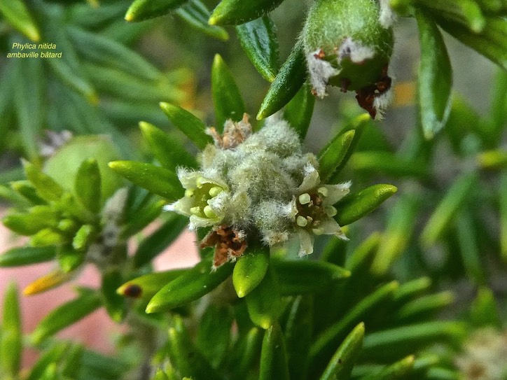 Phylica nitida .ambaville bâtard.(avec fleurs )rhamnaceae.endémique Réunion Maurice..P1850435