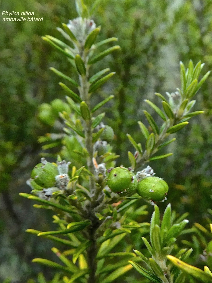 Phylica nitida.ambaville bâtard .(avec fruits ).rhamnaceae. endémique Réunion maurice .P1850428