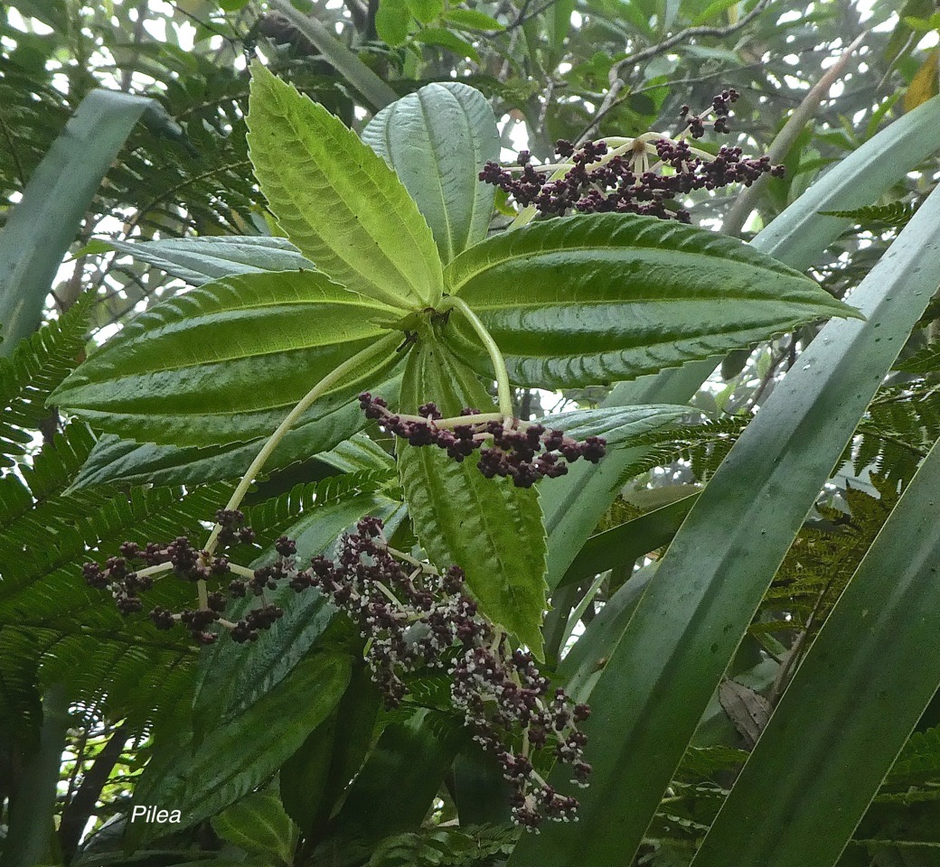 Pilea umbellata ?  Pilea lucens ?  .urticaceae. P1850277
