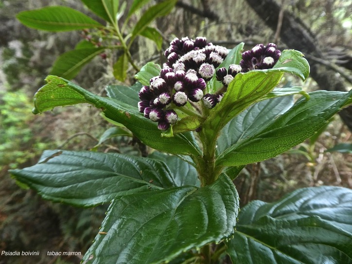 Psiadia boivinii. tabac marron.asteraceae.endémique Réunion.P1850381