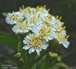 Psiadia dentata.ti mangue.bois collant.asteraceae.endémique Réunion .P1850504