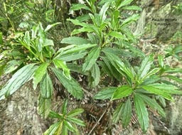 Psiadia dentata.ti mangue.bois collant.asteraceae.endémique Réunion .P1850376