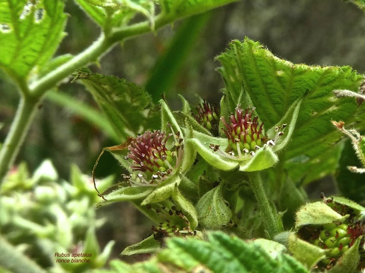 Rubus apetalus.ronce blanche.rosaceae.indigène Réunion.P1850331