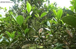 Sideroxylon borbonicum. natte coudine.bois de fer bâtard .(rameau avec fruits verts) .sapotaceae.endémique Réunion.P1850385