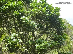 Sideroxylon borbonicum .natte coudine.bois de fer bâtard.sapotaceae.endémique Réunion.P1850121