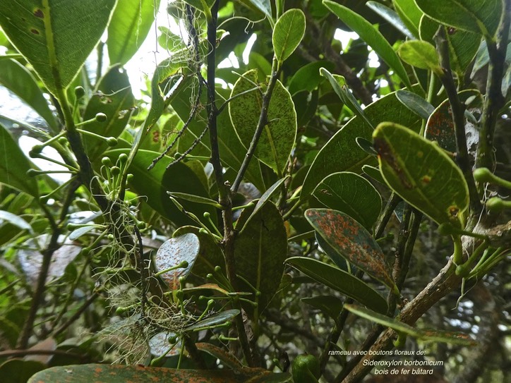 Sideroxylon borbonicum.natte coudine.bois de fer bâtard.(avec boutons floraux ) sapotaceae. endémique Réunion.P1850389